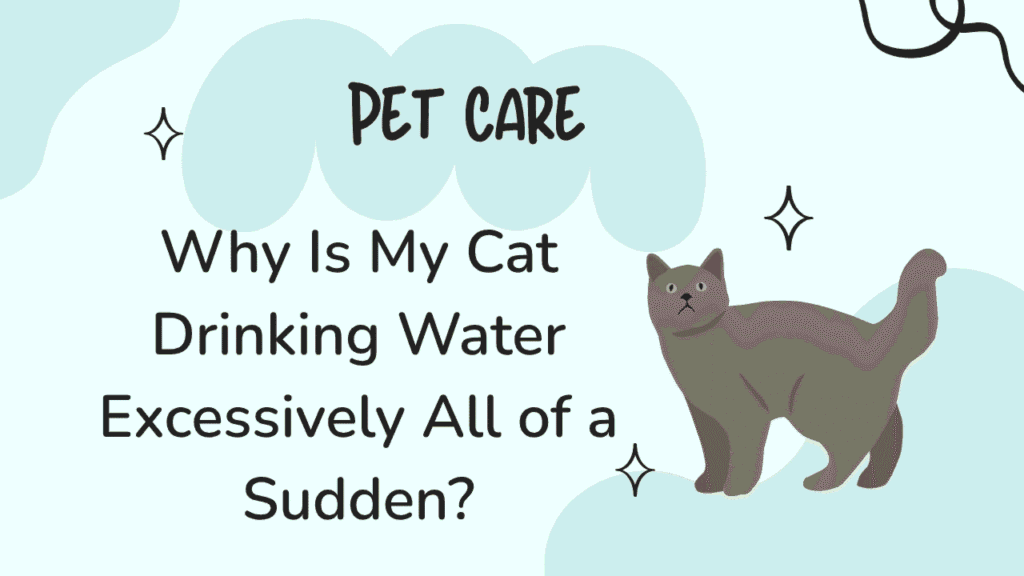 Cat Drinking Water Excessively