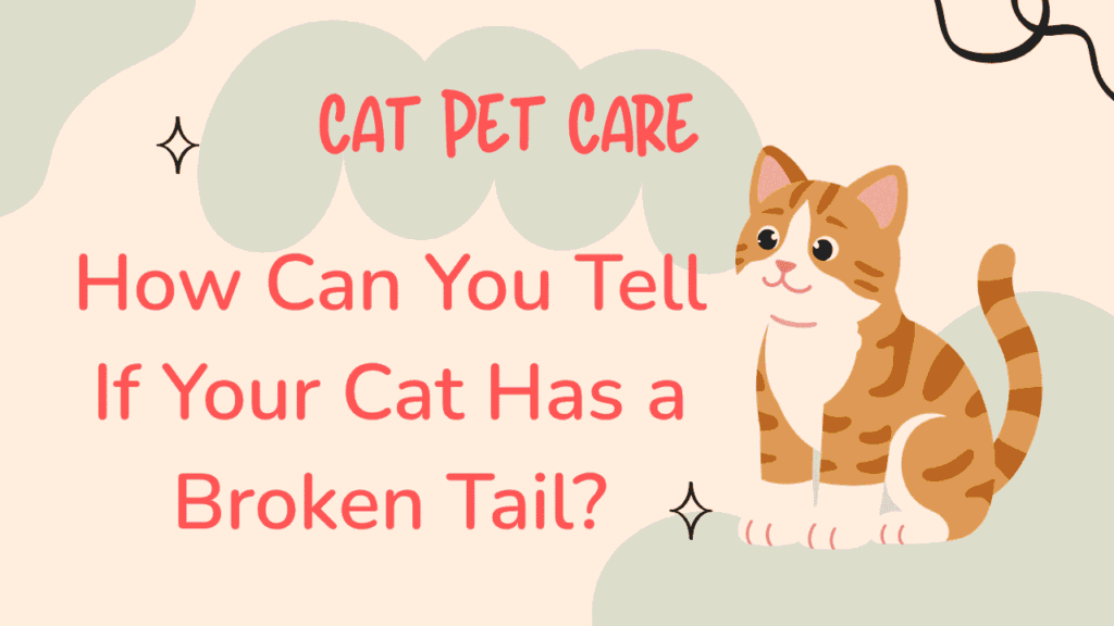 Cat Has a Broken Tail