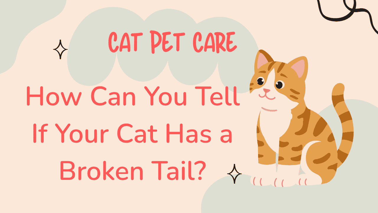 Cat Has a Broken Tail