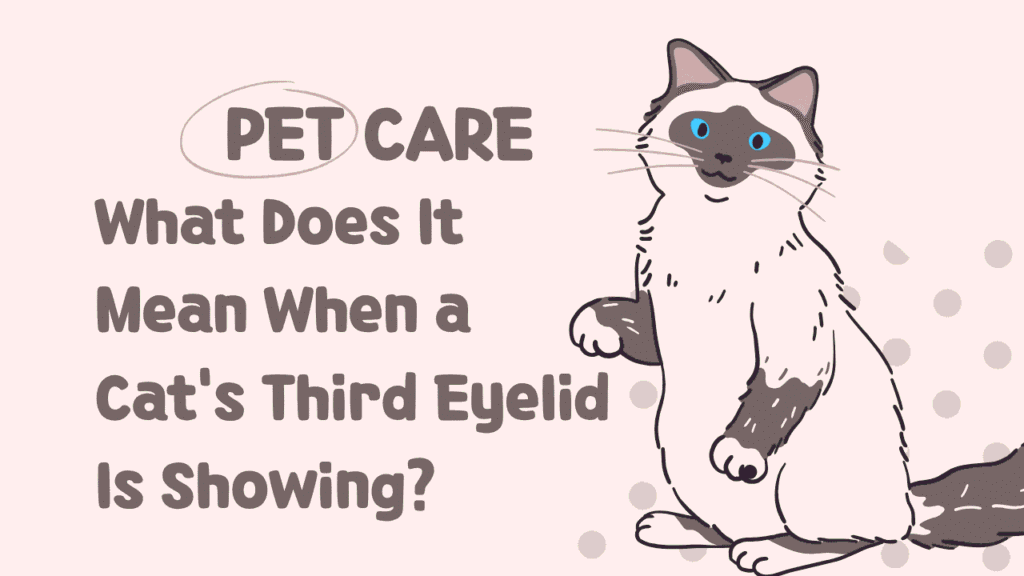 Cat's Third Eyelid Is Showing