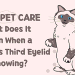 Cat's Third Eyelid Is Showing