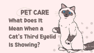 Cat's Third Eyelid Is Showing