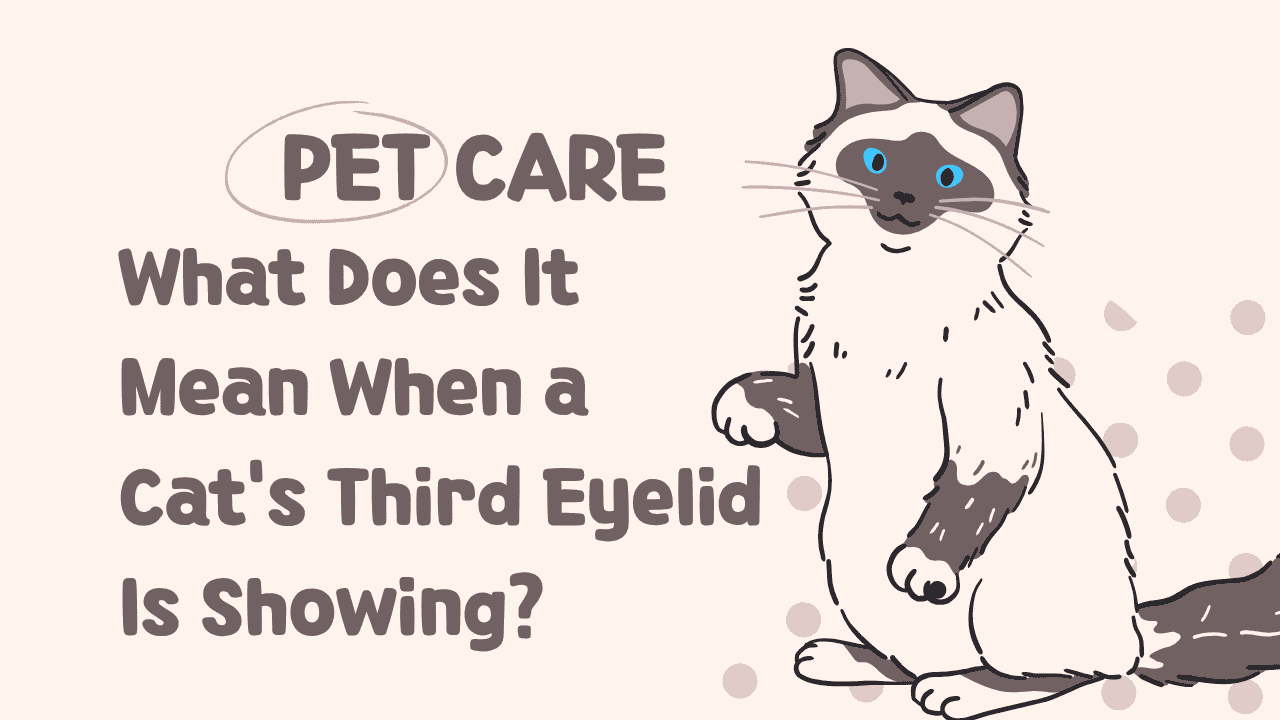Cat's Third Eyelid Is Showing