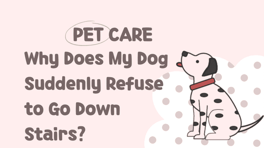 Dog Suddenly Refuse to Go Down