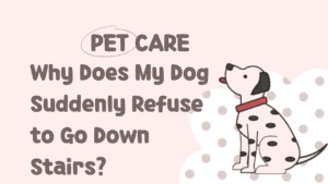 Dog Suddenly Refuse to Go Down