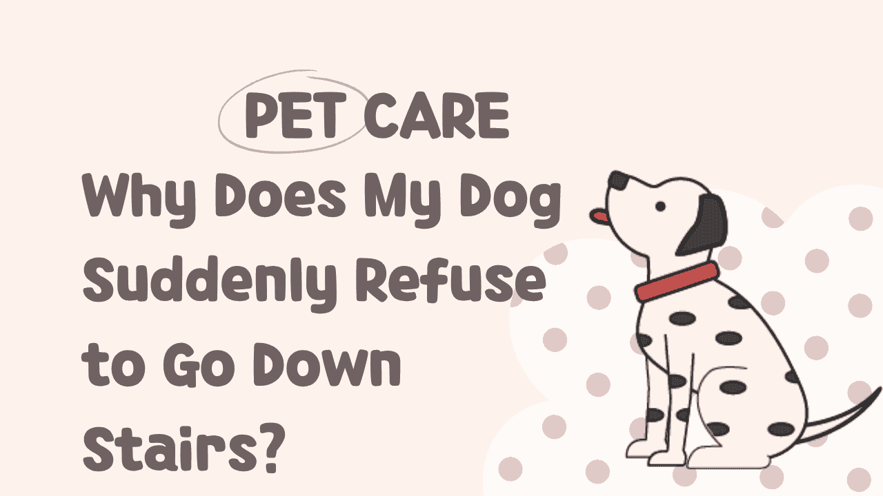 Dog Suddenly Refuse to Go Down