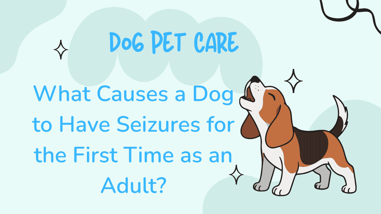 Dog to Have Seizures