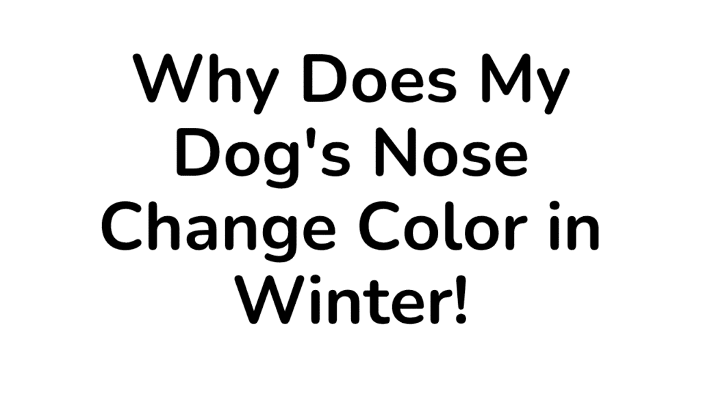 Dog's Nose Change Color