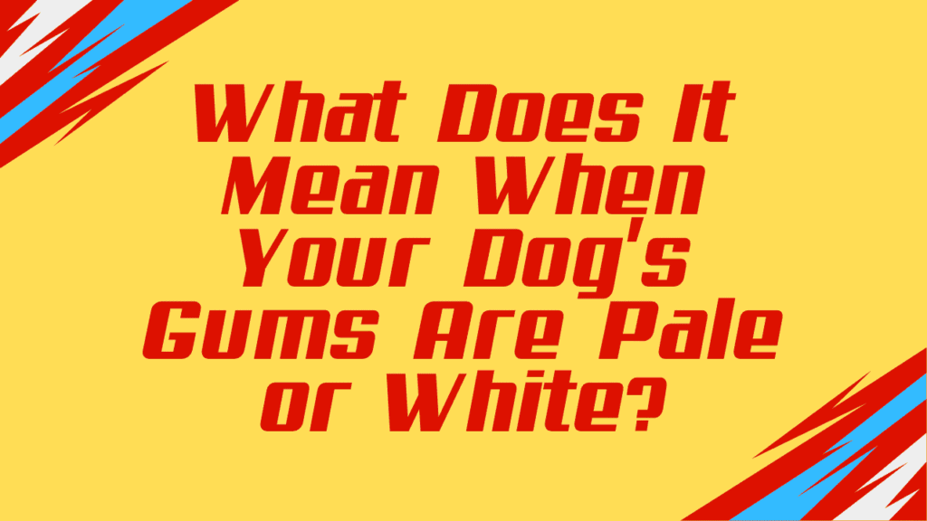 When Your Dog's Gums Are Pale