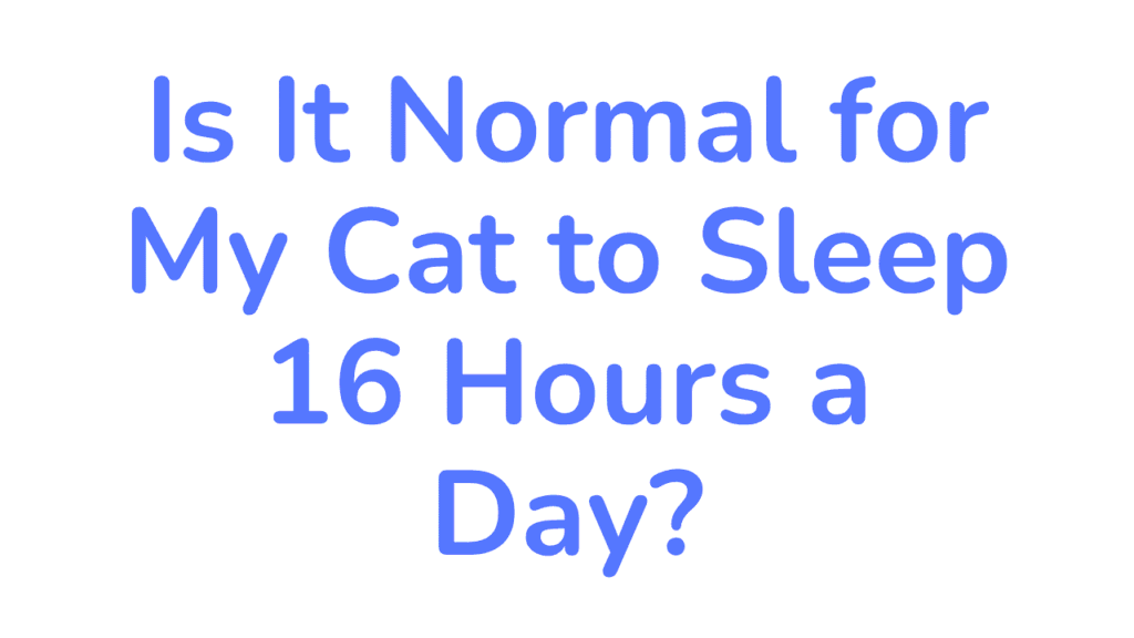 how much cats sleep normal