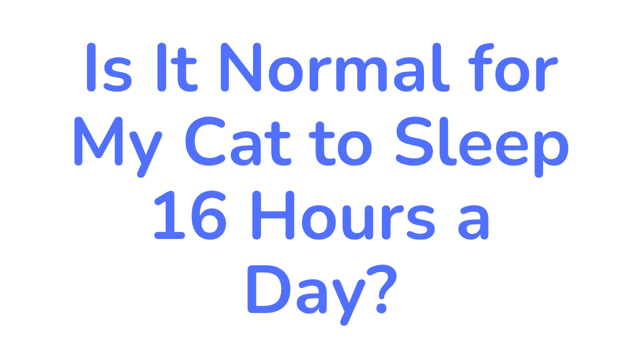 how much cats sleep normal