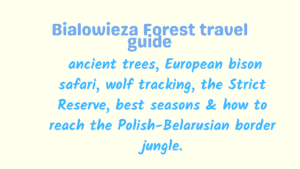 Bialowieza Forest travel guide