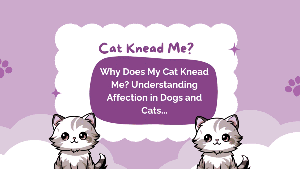 Why Does My Cat Knead Me?