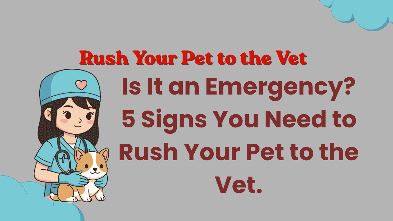 Rush Your Pet to the Vet