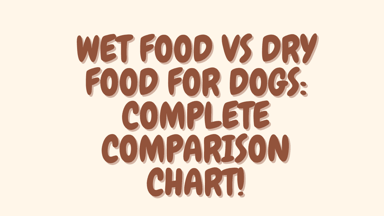 Wet Food vs Dry Food for Dogs