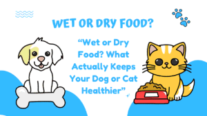 Wet or Dry Food?
