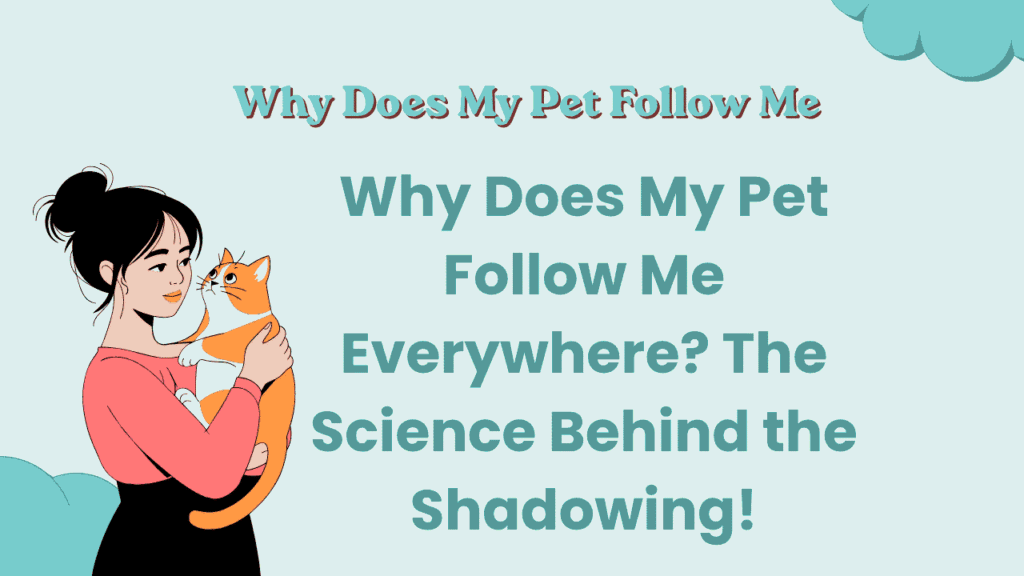Why Does My Pet Follow Me