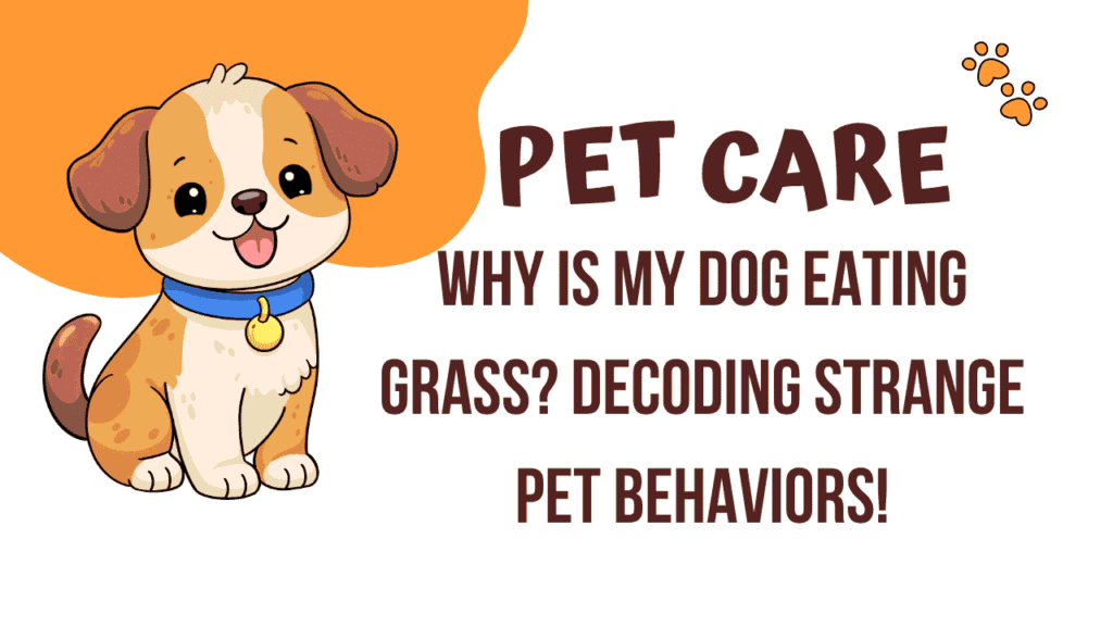 Why Is My Dog Eating Grass