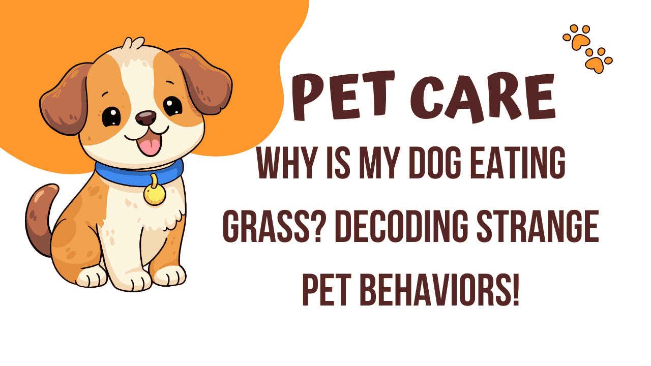 Why Is My Dog Eating Grass