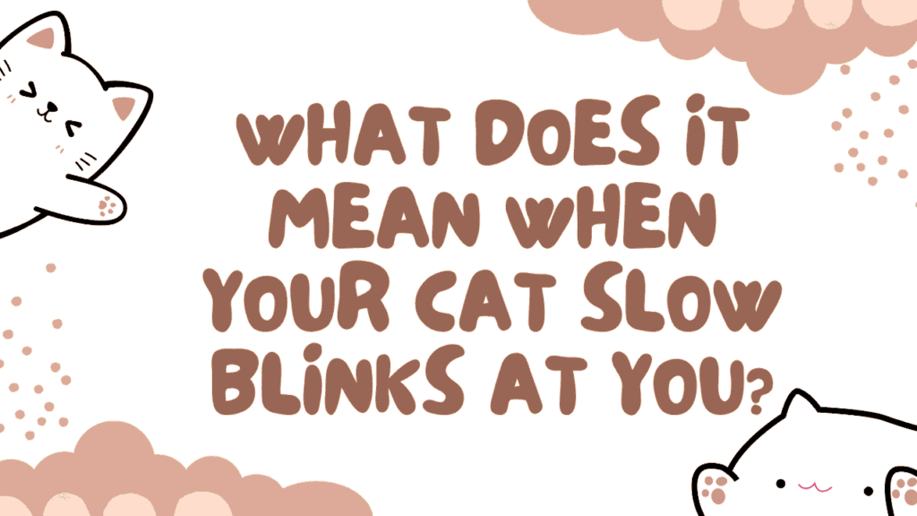 does It Mean When Your Cat Slow Blinks