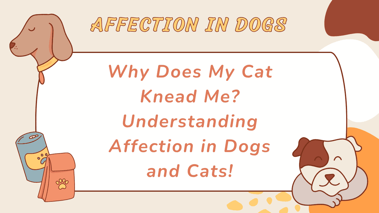Why Does My Cat Knead Me? Understanding Affection in Dogs and Cats 1 Affection in Dogs