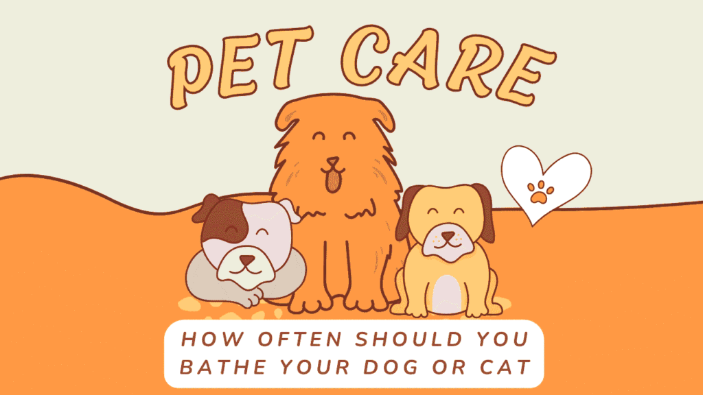 How Often Should You Bathe Your Dog or Cat? The Complete Grooming Frequency Guide 1 Bathe Your Dog