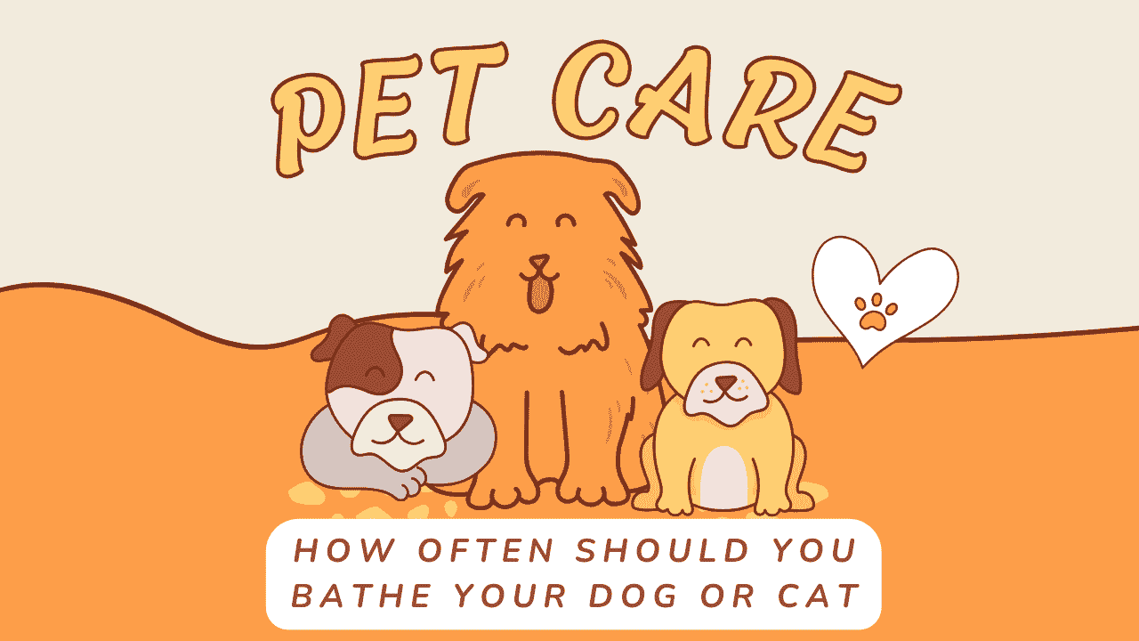 Bathe Your Dog