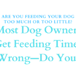 Feeding Your Dog