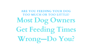 Feeding Your Dog
