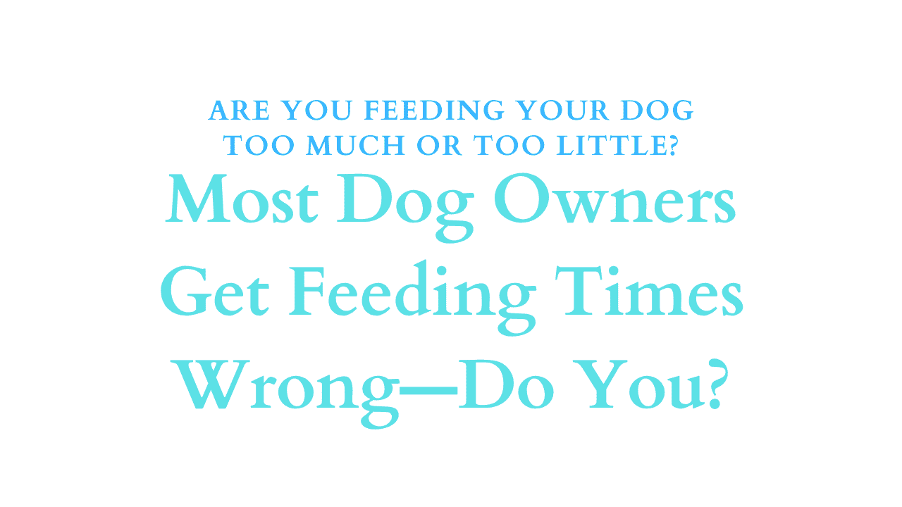 How Often Should You Feed a Dog Each Day? 2 Feeding Your Dog