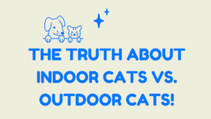 Indoor Cats