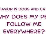 Pet Follow Me Everywhere