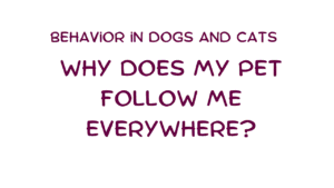 Why Does My Pet Follow Me Everywhere? The Science Behind Shadowing Behavior in Dogs and Cats 45 Pet Follow Me Everywhere
