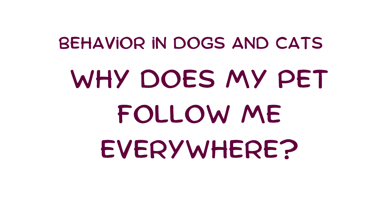 Why Does My Pet Follow Me Everywhere? The Science Behind Shadowing Behavior in Dogs and Cats 1 Pet Follow Me Everywhere