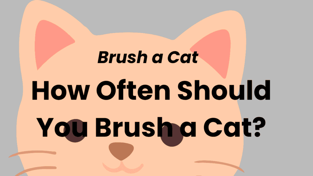 How Often Should You Brush a Cat? 1 Brush a Cat