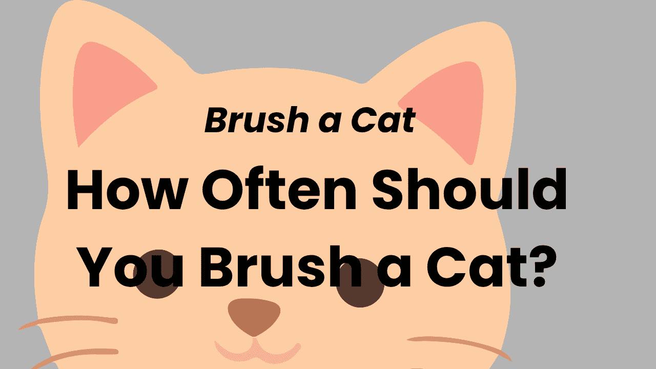 How Often Should You Brush a Cat? 1 Brush a Cat