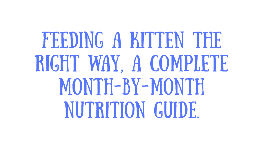 Feed a Kitten by Age