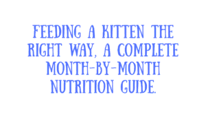Feed a Kitten by Age